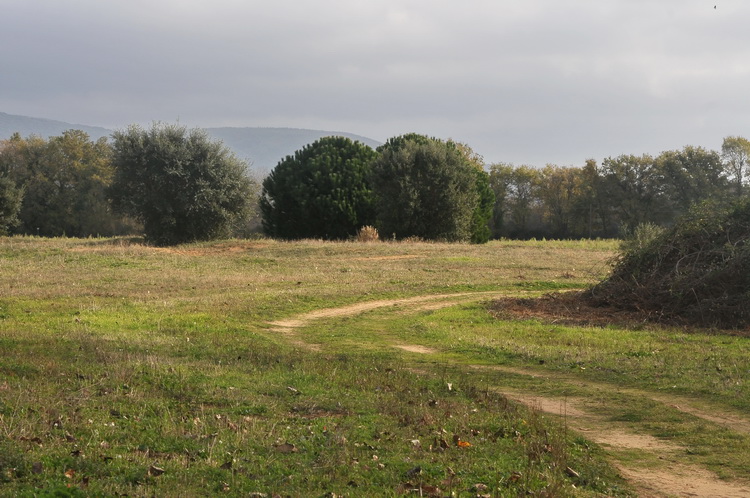 Scleroderma meridionale